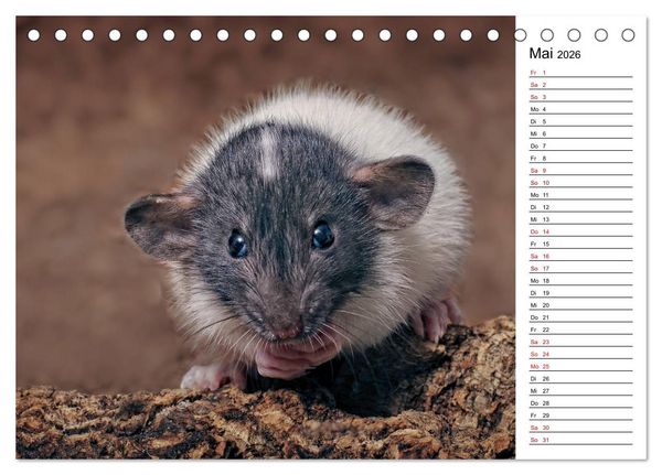 Produktbild: Ratten. Kleine Nager, gro&szlig;es Herz. (Tischkalender 2026 DIN A5 quer), CALVENDO Monatskalender