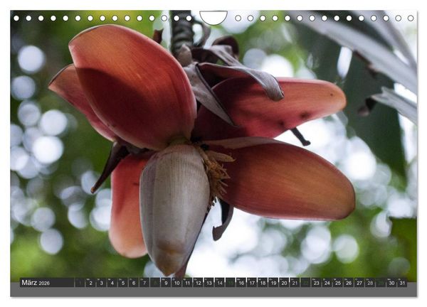 Produktbild: COSTA RICA - PURA VIDA (Wandkalender 2026 DIN A4 quer), CALVENDO Monatskalender