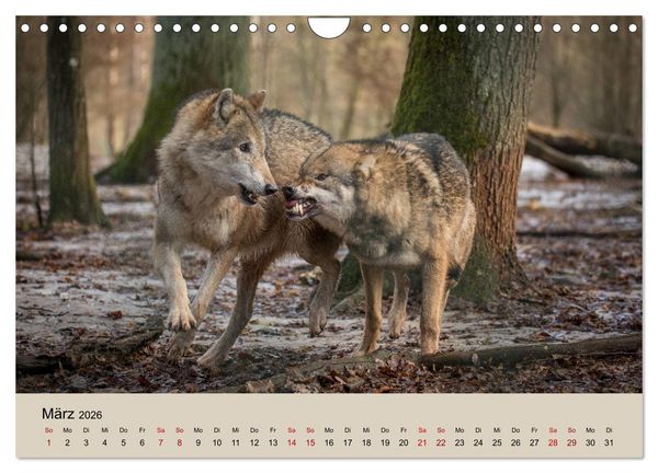 Produktbild: Wolfsrudel (Wandkalender 2026 DIN A4 quer), CALVENDO Monatskalender