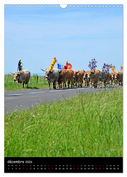 Produktbild: Vaches d'Aubrac (Calendrier mural 2026 DIN A3 horizontal), CALVENDO calendrier mensuel