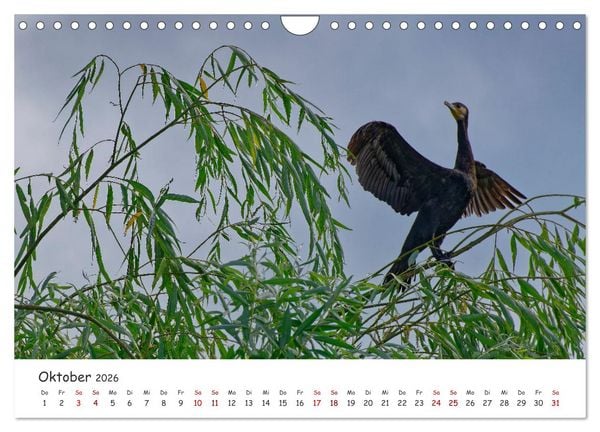 Produktbild: Donau-Delta (Wandkalender 2026 DIN A4 quer), CALVENDO Monatskalender