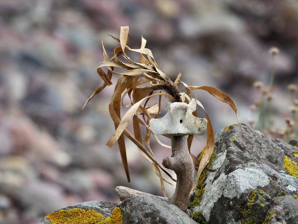 Produktbild: Stranding