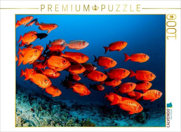 Produktbild: CALVENDO Puzzle Soldatenfische | 1000 Teile Lege-Gr&ouml;&szlig;e 64x48cm Foto-Puzzle f&uuml;r gl&uuml;ckliche Stunden