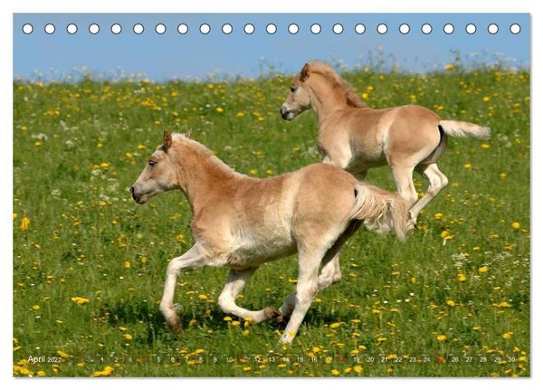 Produktbild: Haflinger Sch&ouml;nheiten (Tischkalender 2027 DIN A5 quer), CALVENDO Monatskalender