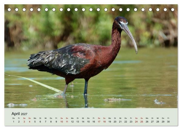 Produktbild: Flamingo und Co - Faszinierende Vogelwelt S&uuml;dfrankreichs (Tischkalender 2027 DIN A5 quer), CALVENDO Monatskalender