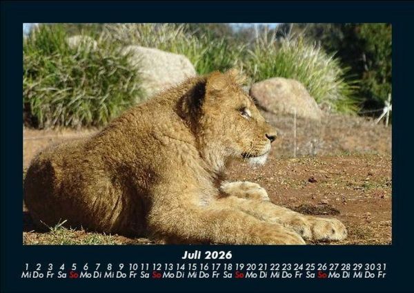 Produktbild: L&ouml;wen in der Wildnis 2026 Fotokalender DIN A5