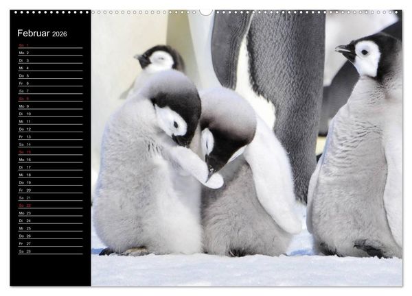 Produktbild: Pinguine - Kaiser- und K&ouml;nigspinguine (hochwertiger Premium Wandkalender 2026 DIN A2 quer), Kunstdruck in Hochglanz