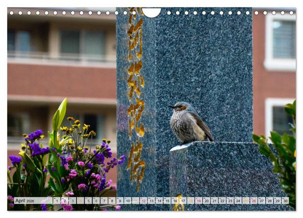 Produktbild: Japan - Tokio, Yokohama, Nagasaki (Wandkalender 2026 DIN A4 quer), CALVENDO Monatskalender