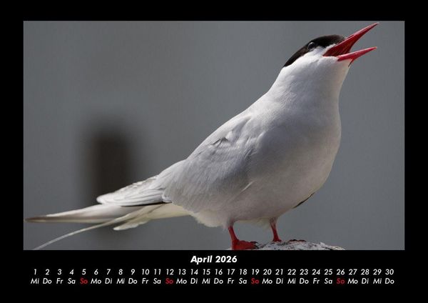Produktbild: V&ouml;gel 2026 Fotokalender DIN A3