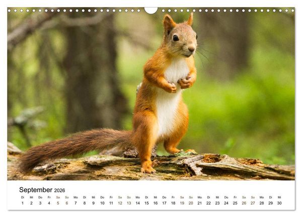 Produktbild: Finnland: eine tierische Entdeckungsreise (Wandkalender 2026 DIN A3 quer), CALVENDO Monatskalender