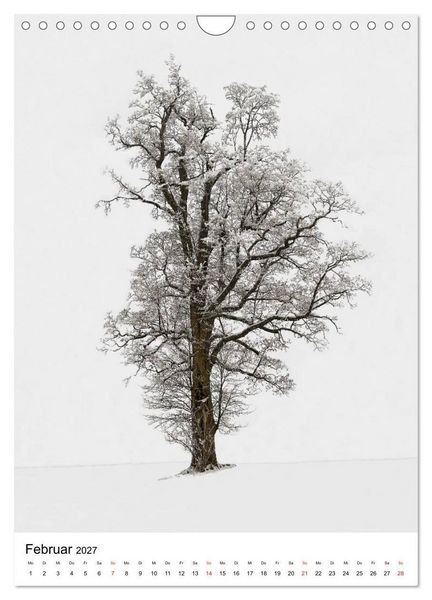 Produktbild: B&auml;ume (Wandkalender 2027 DIN A4 hoch), CALVENDO Monatskalender