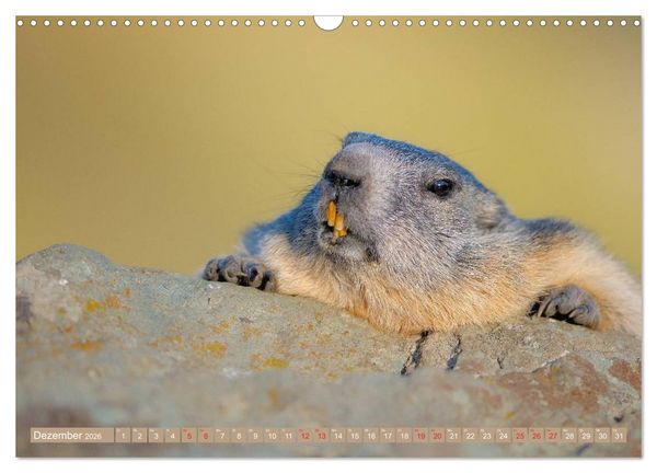 Produktbild: Alpenmurmeltiere in freier Wildbahn (Wandkalender 2026 DIN A3 quer), CALVENDO Monatskalender