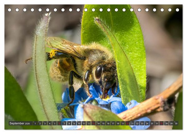 Produktbild: Sehe die Bienen (Tischkalender 2026 DIN A5 quer), CALVENDO Monatskalender