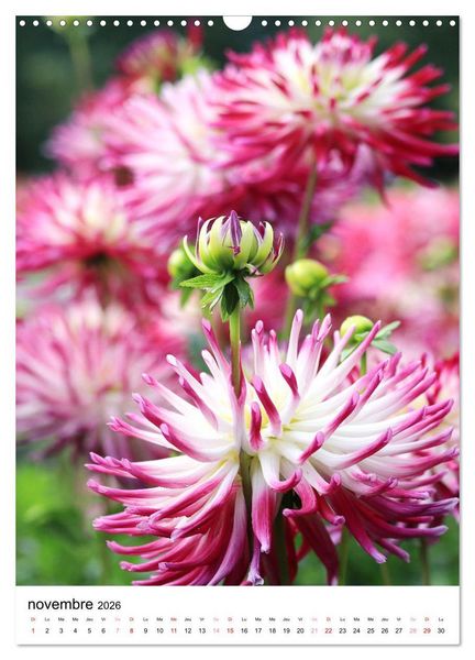 Produktbild: Des beaux dahlias (Calendrier mural 2026 DIN A3 horizontal), CALVENDO calendrier mensuel
