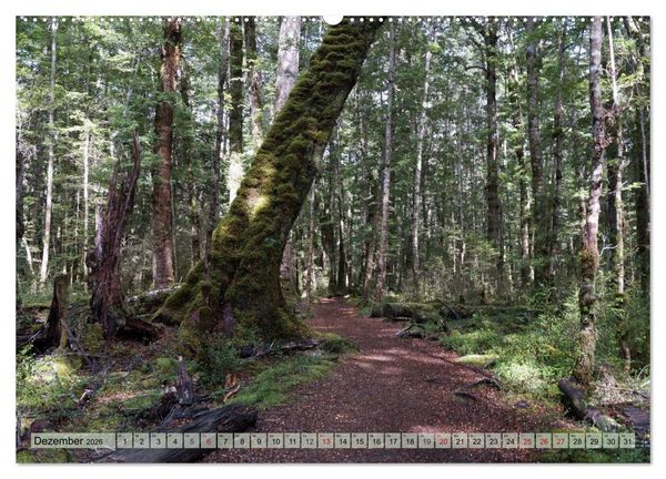 Produktbild: Prim&auml;rwald - Neuseeland (hochwertiger Premium Wandkalender 2026 DIN A2 quer), Kunstdruck in Hochglanz