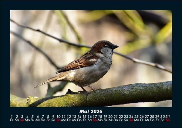Produktbild: Vogelparadies 2026 Fotokalender DIN A5