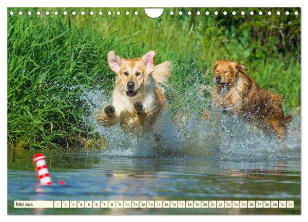 Produktbild: Golden Retriever - Freunde auf 4 Pfoten (Wandkalender 2026 DIN A4 quer), CALVENDO Monatskalender