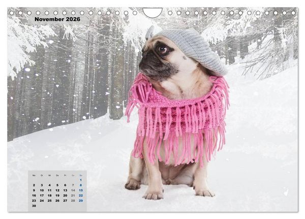 Produktbild: Lillie Mopsgetier - mopsfidel durchs Jahr (Wandkalender 2026 DIN A4 quer), CALVENDO Monatskalender
