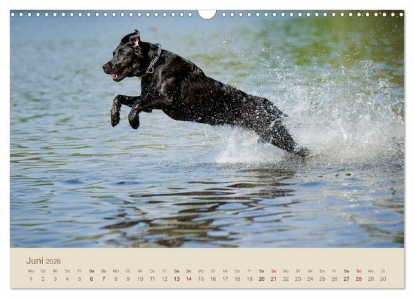Produktbild: Labrador Retriever (Wandkalender 2026 DIN A3 quer), CALVENDO Monatskalender