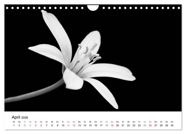 Produktbild: Blumen 2026, Schwarz-Wei&szlig; (Wandkalender 2026 DIN A4 quer), CALVENDO Monatskalender