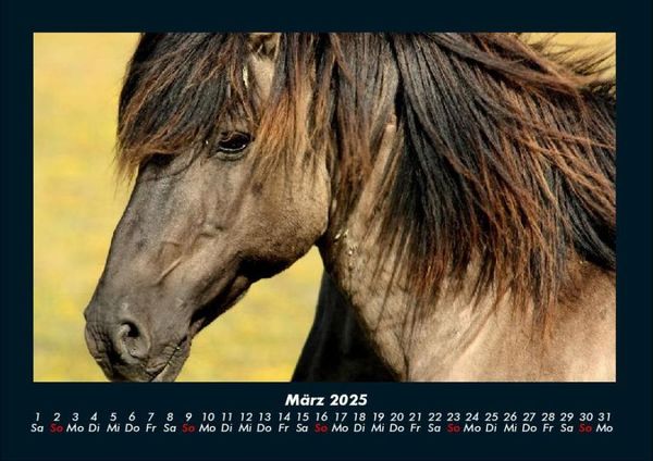 Produktbild: Pferde Kalender 2025 Fotokalender DIN A4
