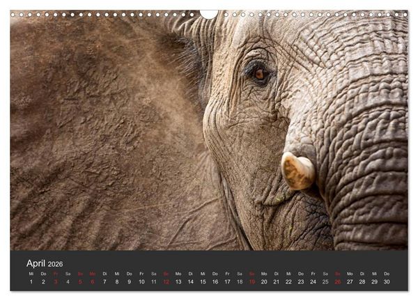 Produktbild: Elefanten - Graue Riesen (Wandkalender 2026 DIN A3 quer), CALVENDO Monatskalender