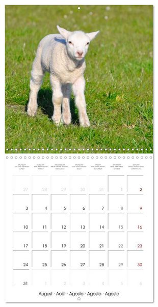 Produktbild: The wonderful world of sheep (Wall Calendar 2026 12 &times; 12 Inch) CALVENDO 12 Month Wall Calendar