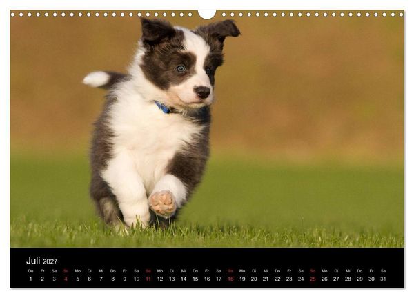 Produktbild: Hundewelpen (Wandkalender 2027 DIN A3 quer), CALVENDO Monatskalender