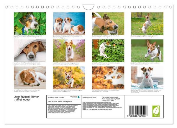 Produktbild: Jack Russell Terrier : vif et joueur (Calendrier mural 2026 DIN A4 vertical), CALVENDO calendrier mensuel