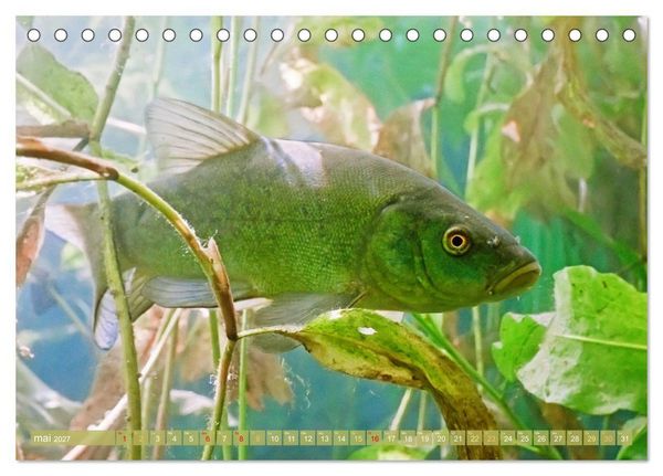 Produktbild: Poissons : d'&eacute;tangs et des rivi&egrave;res (Calendrier de bureau 2027 DIN A5 vertical), CALVENDO calendrier mensuel