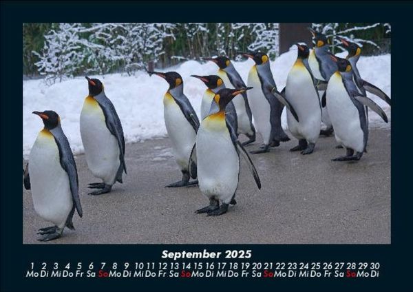 Produktbild: Pinguine & Eisb&auml;ren 2025 Fotokalender DIN A5