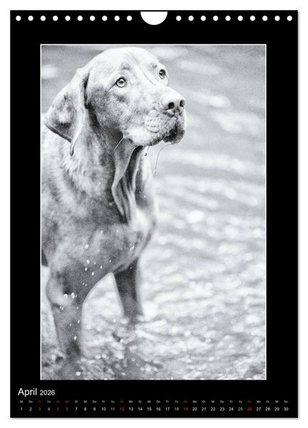 Produktbild: Vizsla-Liebe (Wandkalender 2026 DIN A4 hoch), CALVENDO Monatskalender