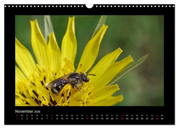 Produktbild: Die Wildbienen Deutschlands (Wandkalender 2026 DIN A3 quer), CALVENDO Monatskalender
