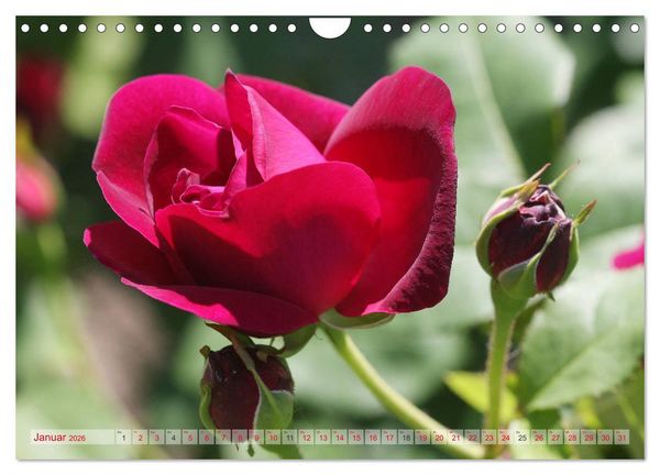 Produktbild: Stolze Rosen (Wandkalender 2026 DIN A4 quer), CALVENDO Monatskalender