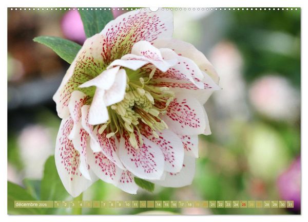 Produktbild: Une f&ecirc;te de fleurs (Calendrier mural 2026 DIN A2 vertical) calendrier de bureau