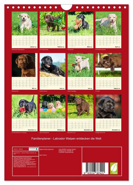 Produktbild: Familienplaner - Labrador Welpen entdecken die Welt (Wandkalender 2026 DIN A4 hoch), CALVENDO Monatskalender