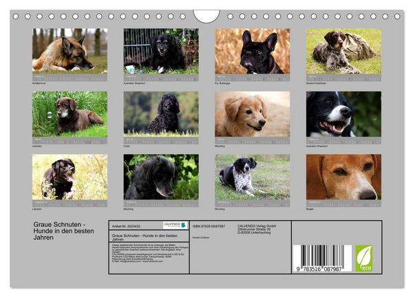 Produktbild: Graue Schnuten - Hunde in den besten Jahren (Wandkalender 2026 DIN A4 quer), CALVENDO Monatskalender