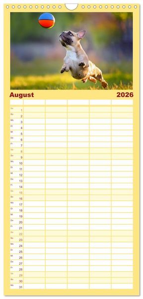 Produktbild: Familienplaner 2026 - Bullys in Action - Franz&ouml;sische Bulldoggen lieben B&auml;lle mit 5 Spalten (Wandkalender, 21 x 45 cm) CALVENDO
