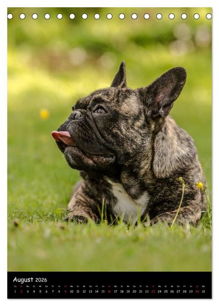 Produktbild: Franz&ouml;sische Bulldoggen - Eine Bully Liebeserk&auml;rung (Tischkalender 2026 DIN A5 hoch), CALVENDO Monatskalender