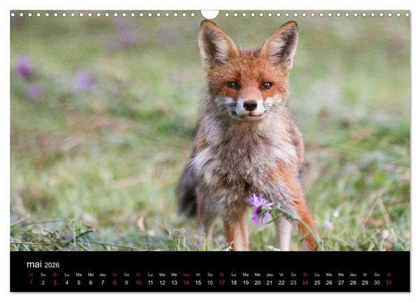 Produktbild: Tr&eacute;sors des Vosges (Calendrier mural 2026 DIN A3 vertical), CALVENDO calendrier mensuel