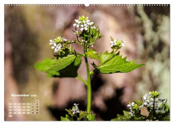 Produktbild: Fr&uuml;hlingstr&auml;ume in Wei&szlig; (hochwertiger Premium Wandkalender 2026 DIN A2 quer), Kunstdruck in Hochglanz
