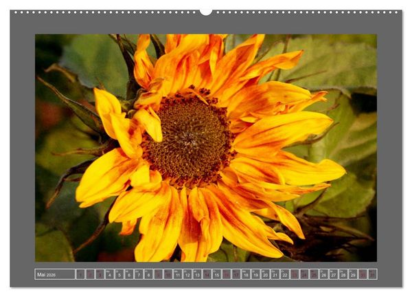 Produktbild: Blumen f&uuml;r dich (Wandkalender 2026 DIN A2 quer), CALVENDO Monatskalender