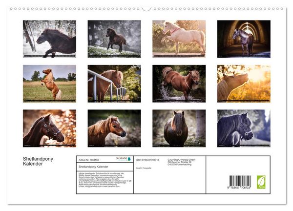 Produktbild: Shetlandpony Kalender (hochwertiger Premium Wandkalender 2026 DIN A2 quer), Kunstdruck in Hochglanz