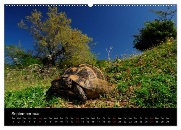 Produktbild: European Tortoises / UK-Version (High Quality Premium Wall Calendar 2026 DIN A2 landscape),CALVENDO 12 Month Wall Calendar