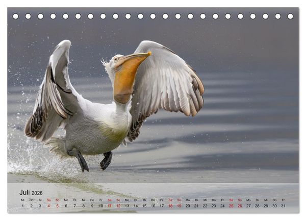 Produktbild: Krauskopfpelikane (Tischkalender 2026 DIN A5 quer), CALVENDO Monatskalender
