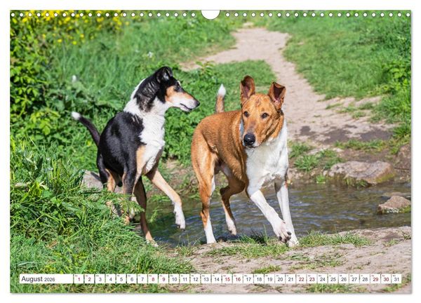 Produktbild: Ein Freund f&uuml;rs Leben - Smooth Collie (Wandkalender 2026 DIN A3 quer), CALVENDO Monatskalender