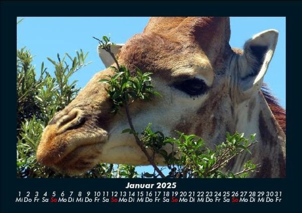 Produktbild: Giraffen 2025 Fotokalender DIN A5