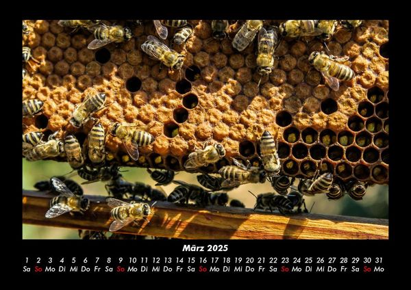 Produktbild: Bienen 2025 Fotokalender DIN A3