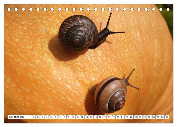 Produktbild: Meine Schnecken (Tischkalender 2026 DIN A5 quer), CALVENDO Monatskalender