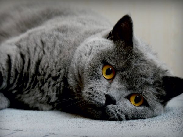 Produktbild: CALVENDO Puzzle Britischkurzhaar Katze. Ein Motiv aus dem Kalender GRAUE ENGEL 1000 Teile Puzzle quer | 1000 Teile Lege-Gr&ouml;&szlig;e 64 &times; 48 cm Foto-Puzzle f&uuml;r gl&uuml;ckliche Stunden